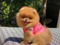 Sağlık garantili Pomeranian boo