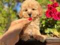 Sağlıklı Maltipoo yavrumuz
