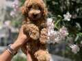 Sağlıklı poodle yavrumuz