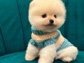 Saf kan pomeranian boo