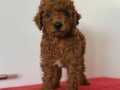 Sağlıklı toy poodle