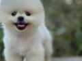 Sağlıklı ırk garantili Pomeranian boo