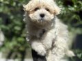 Sağlıklı Maltipoo yavrumu