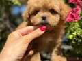 Sağlıklı Maltipoo yavrumuz