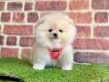 Sağlıklı Pomeranian boo