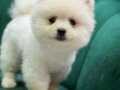 Sağlıklı Pomeranian boo