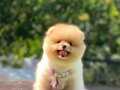 Sağlıklı Pomeranian boo 