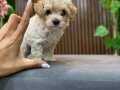 Orijinal teacup Maltipoo