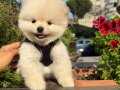 Sağlıklı pomeranian boo