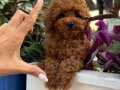 Irk garantili orijinal toy poodle