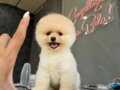 Güzel yüzlü pomeranian boo