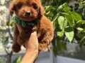 Güzel yüzlü Toy poodle