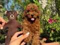 Erkek kore toy poodle