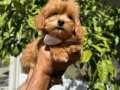 Etkileyici güzel yüzlü Maltipoo yavrumuz