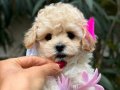 Güzel yüzlü maltipoo kızımız