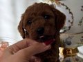 Bebek surat poodle Teacup yavrumuz