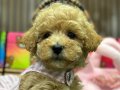 Bebek yüzlü kızımız Maltipoo