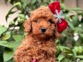 Sağlıklı güzel kızımız Poodle Toy