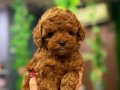 Yakışıklı oğlum teacup poodle