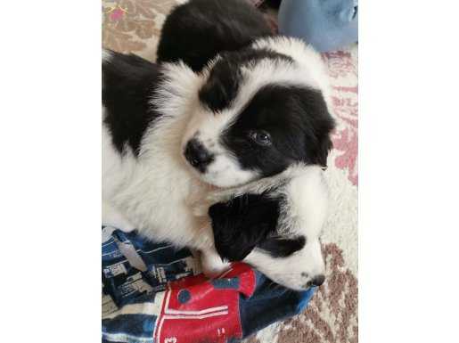 Süs köpeği
