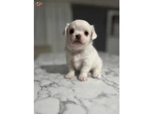 2 Çiçek bir böcek