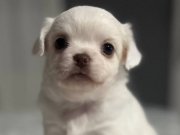 2 Çiçek bir böcek