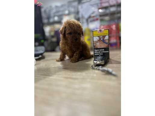 Toy poodle ve Korean Poodle bebeklerimiz