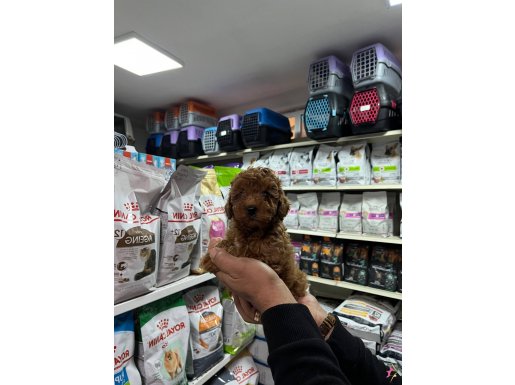 Türünün en güzel örneklerinden 