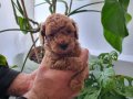 Ev Sıcaklığında Büyümüş Toy Poodle Yavruları