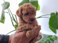 Ev Sıcaklığında Büyümüş Toy Poodle Yavruları
