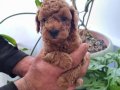 Ev Sıcaklığında Büyümüş Toy Poodle Yavruları