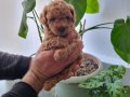 Ev Sıcaklığında Büyümüş Toy Poodle Yavruları