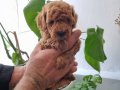 Ev Sıcaklığında Büyümüş Toy Poodle Yavruları