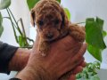Ev Sıcaklığında Büyümüş Toy Poodle Yavruları