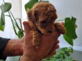 Ev Sıcaklığında Büyümüş Toy Poodle Yavruları