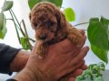 Ev Sıcaklığında Büyümüş Toy Poodle Yavruları
