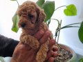 Ev Sıcaklığında Büyümüş Toy Poodle Yavruları