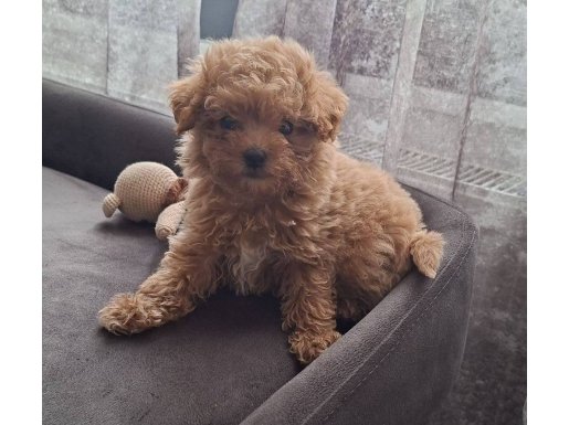 Uyguna sevimli yavru