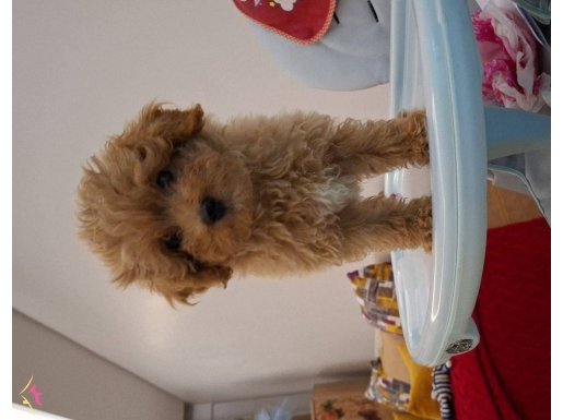 Oyuncu Maltipoo: Bebek Yüzlü Karakterli Arkadaş