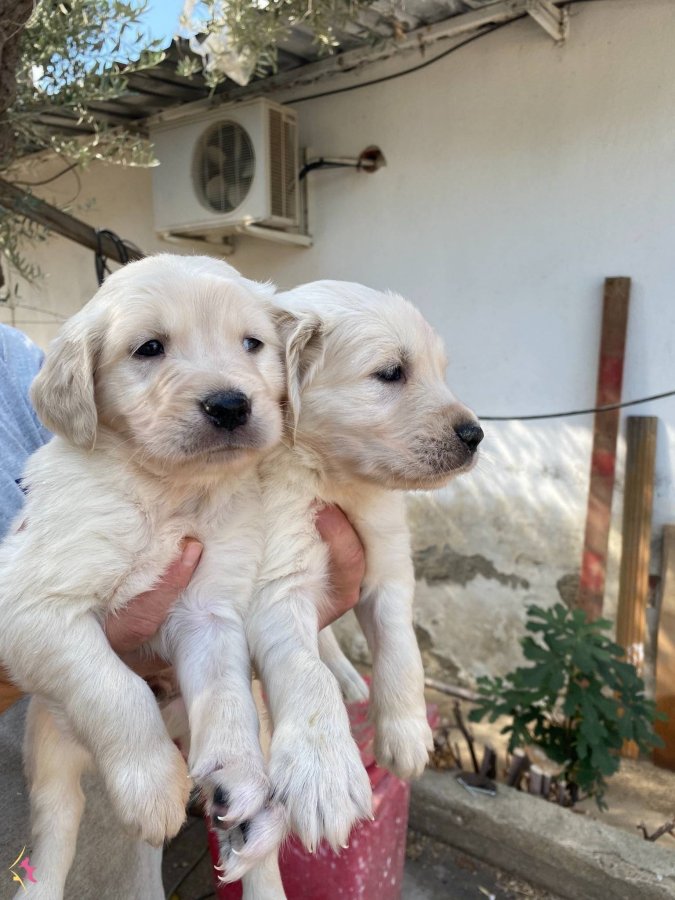 Golden Retriever cinsi sarı tüylü güzellerimizi