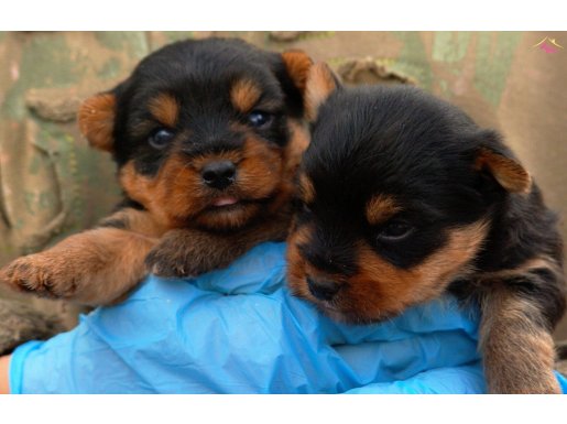 Irk Garantili Yorkshire Terrier Yavruları (SDK)