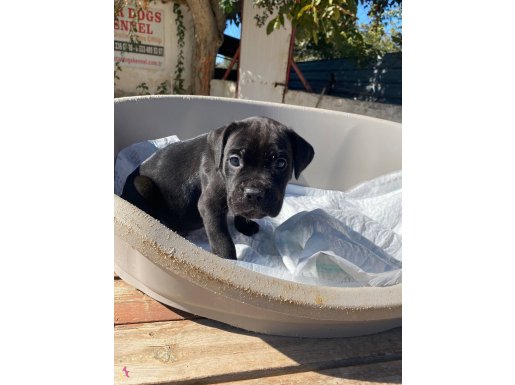 Çiftlikten Cane Corso yavrular (SDK)