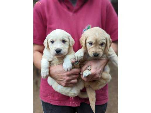 Çiftlikten golden retriever yavrular (SDK)