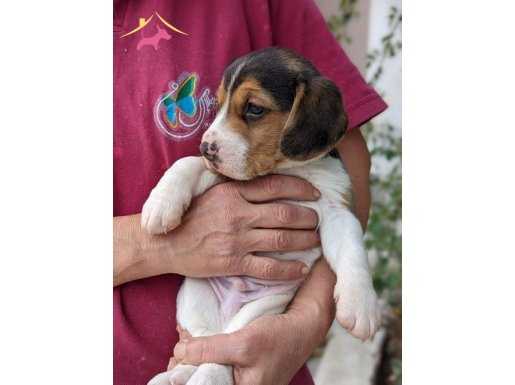 Çiftlikten Beagle Yavru (SDK)