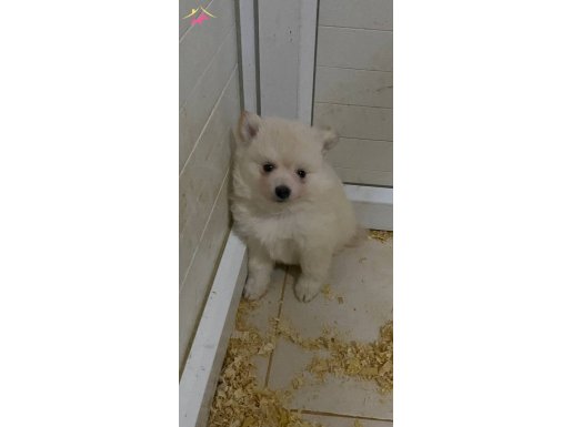 (SDK)Çiftlikten pofuduk spitz yavru