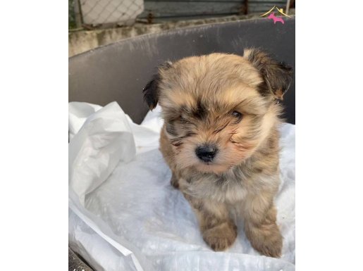 (SDK) çiftlikten sevimli morki yavrular