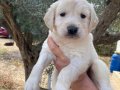 Golden Retriever Yavruları (SDK), Irk ve Sağlık Garantili