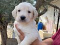 Golden Retriever Yavruları (SDK), Irk ve Sağlık Garantili