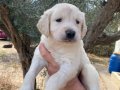 Golden Retriever Yavruları (SDK), Irk ve Sağlık Garantili