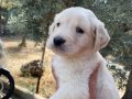 Golden Retriever Yavruları (SDK), Irk ve Sağlık Garantili